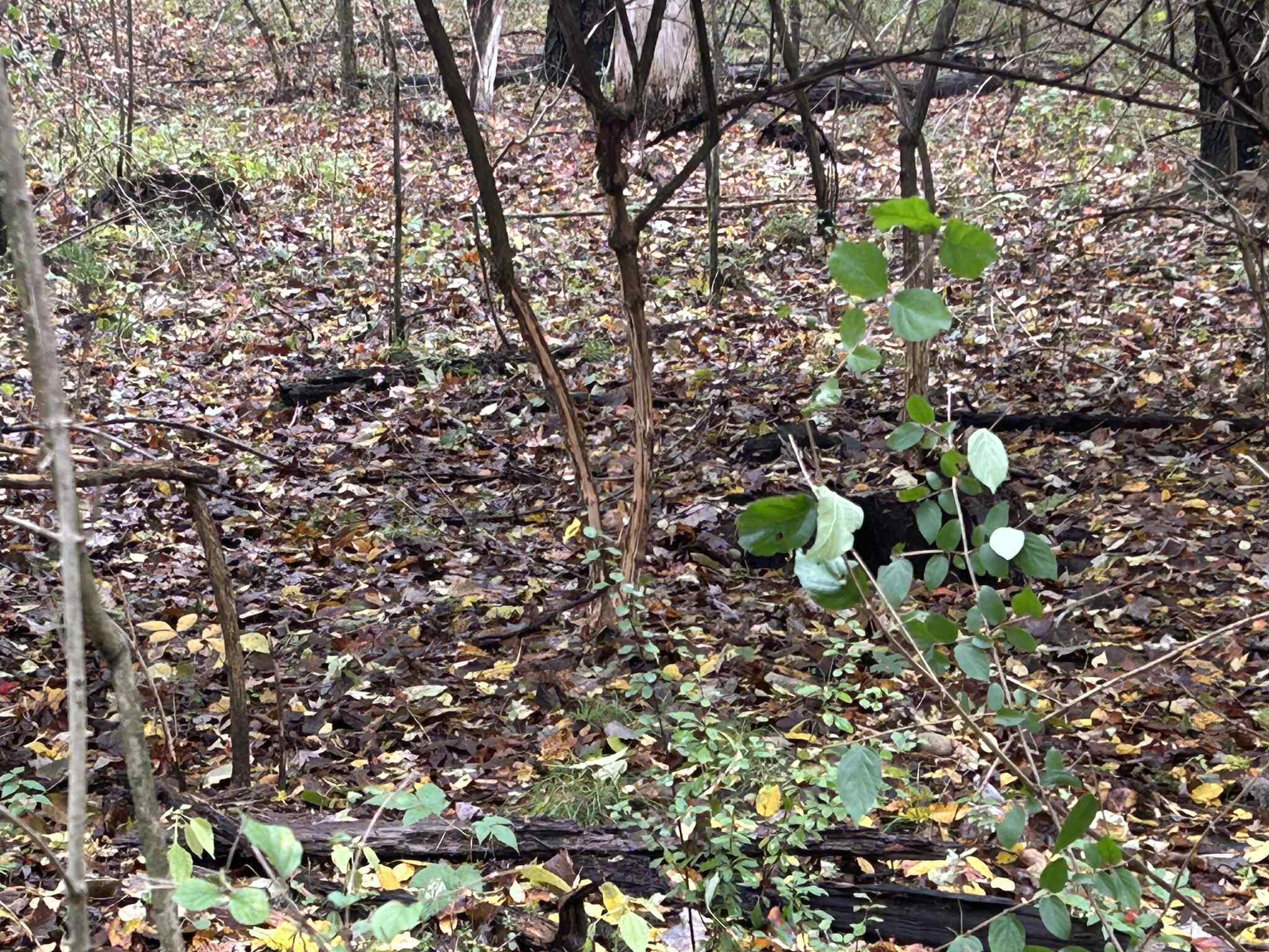 4680 Fitzpatrick Road Jonesville, MI 49250 - Photo 47 of 76 att.cl4V3JGR1VAGCsLLi51r36-s24E0uO-Ghy-x