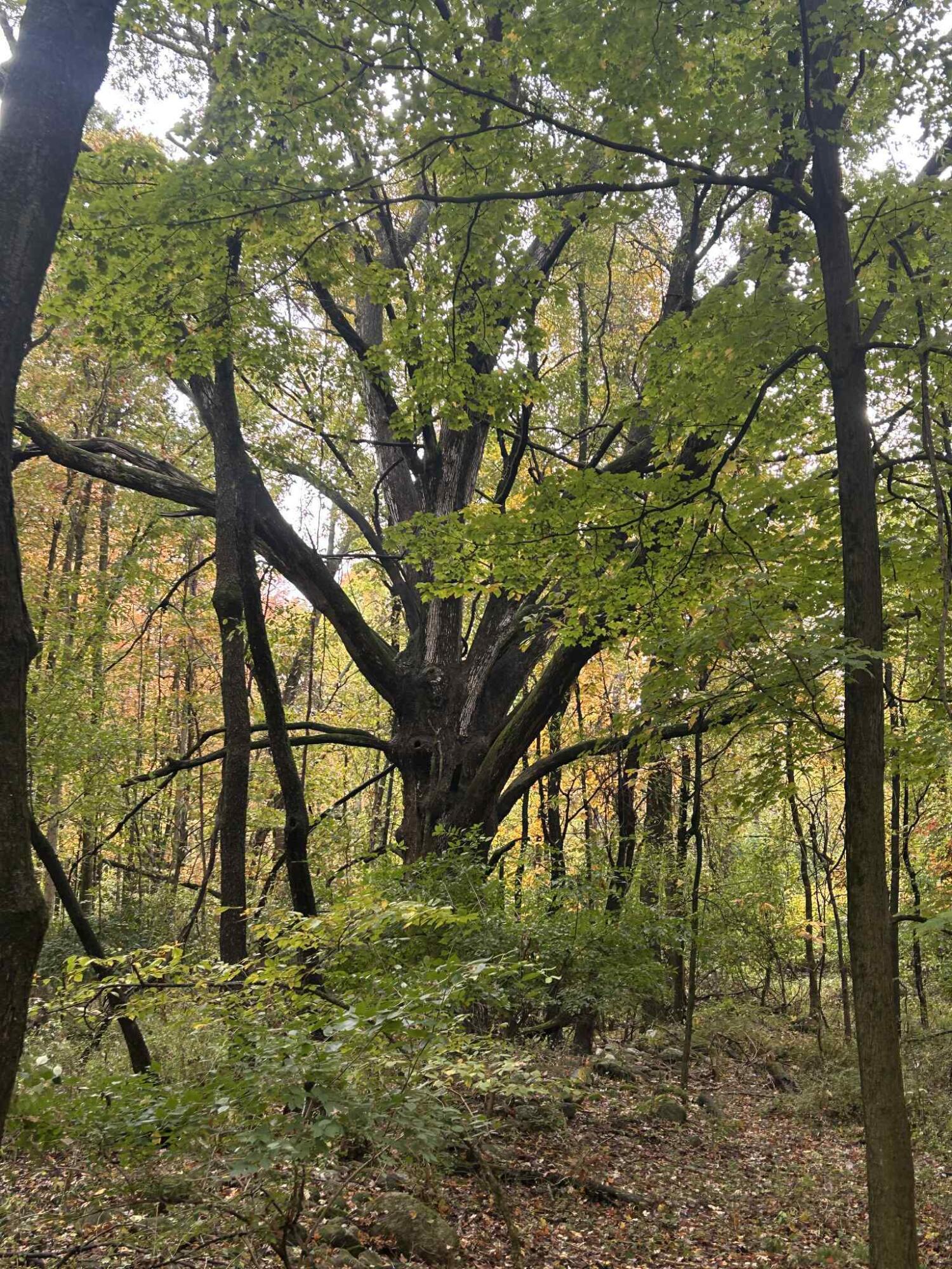 4680 Fitzpatrick Road Jonesville, MI 49250 - Photo 49 of 76 att.aQi17WwtpLpGBx0REKbXLu5mHxzJRex4vXZX