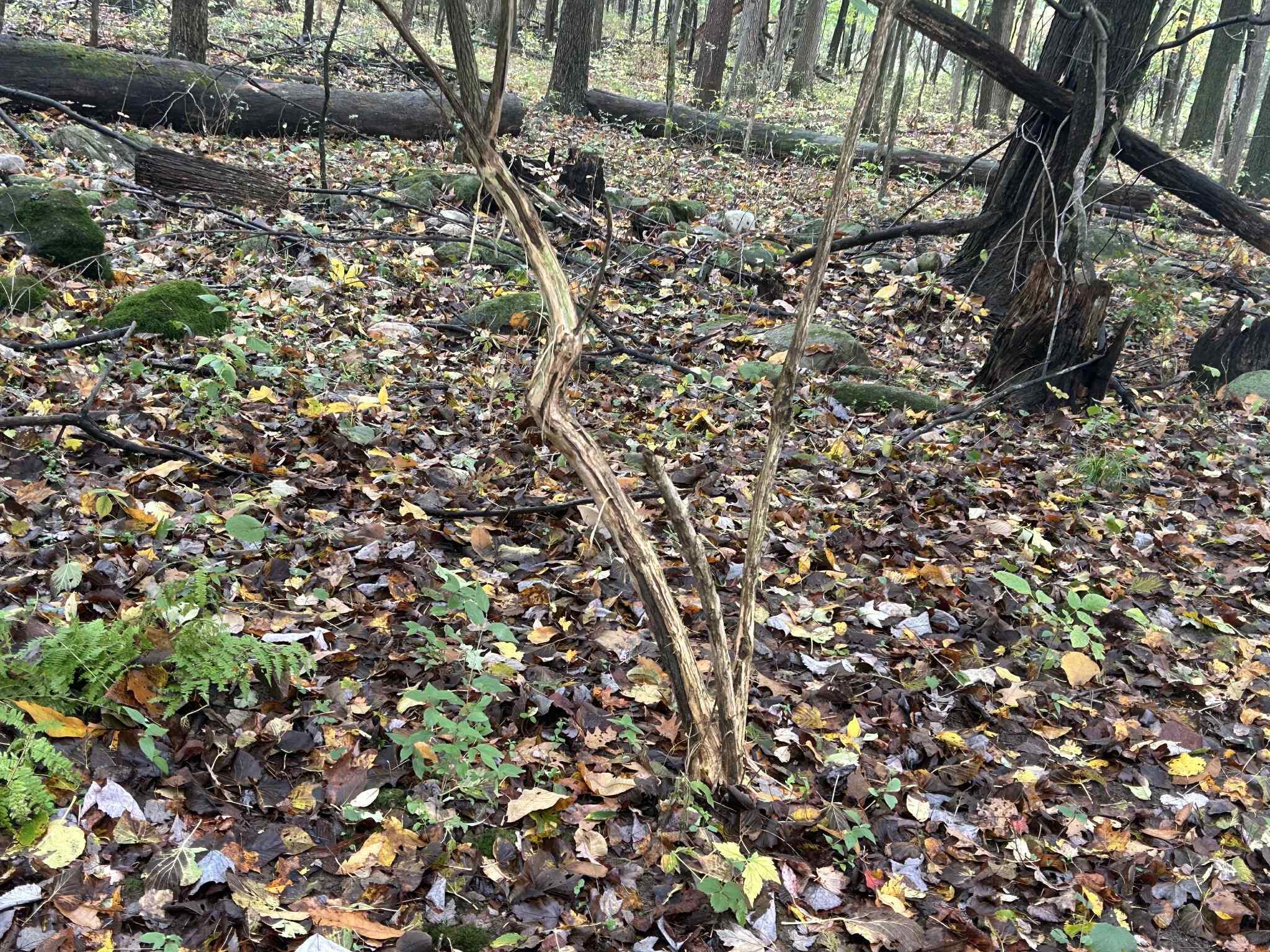 4680 Fitzpatrick Road Jonesville, MI 49250 - Photo 55 of 76 att.WqRo6CLKvSAke2eOmTTfKNm07qYhLmpCaf1_