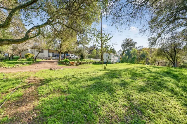 a view of a tree in a park