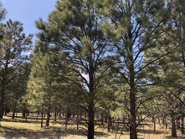 Lot 65 Patron Road Rociada, NM 87742 - Photo 11 of 14