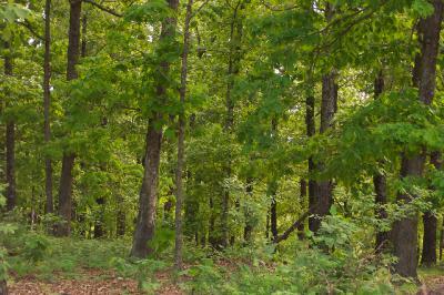 0 Mountain Rd Court Bruner, MO 65620 - Photo 1 of 1 Primary Photo
