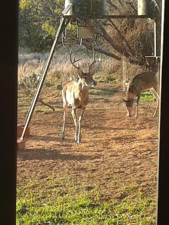 55 County Road West Comanche, TX 76442 - Photo 6 of 38 a view of swimming pool