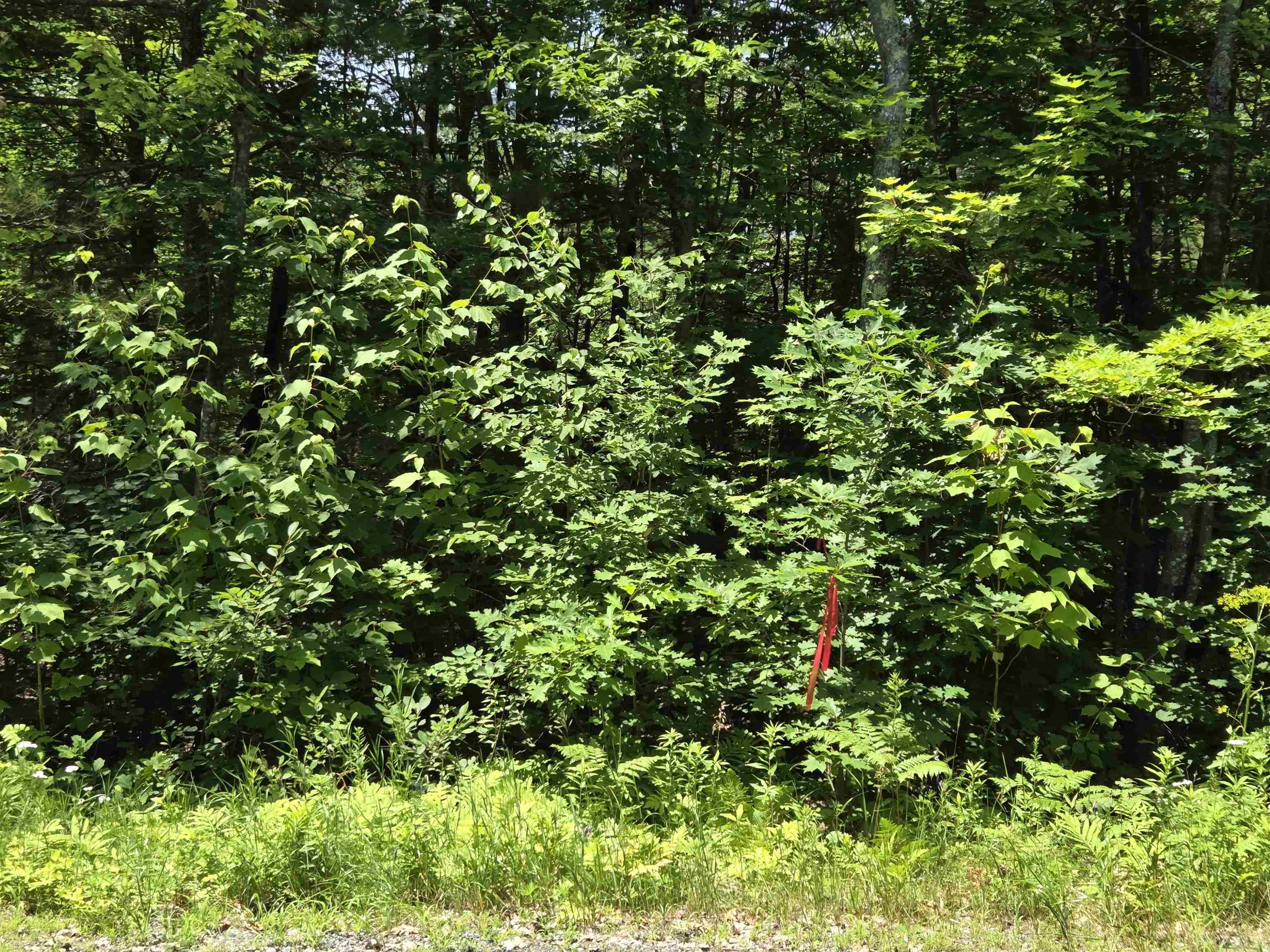 X Methodist Hill Road Enfield, NH 03748 - Photo 6 of 6