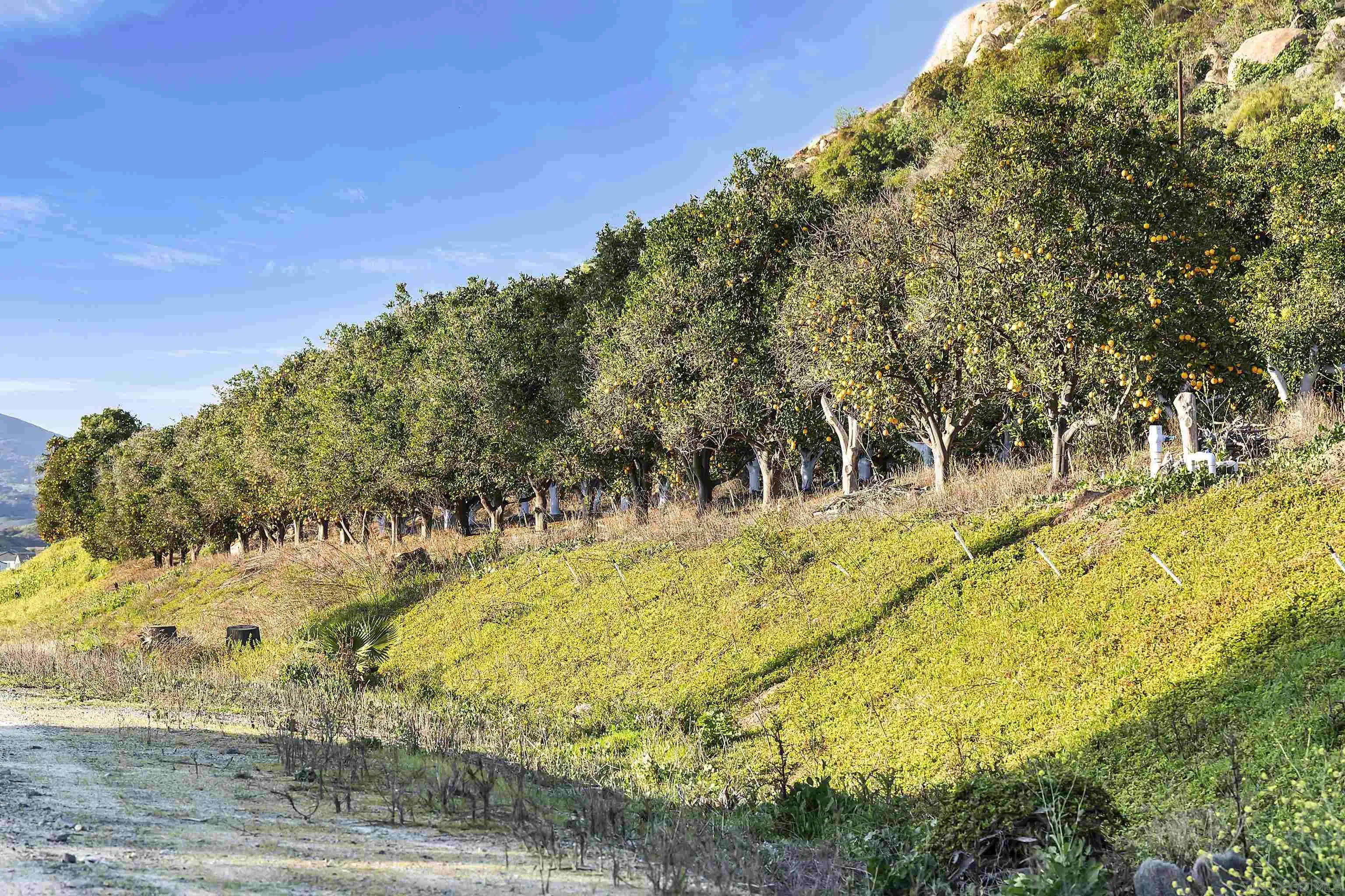 223 Foliage Place Fallbrook, CA 92028 - Photo 44 of 46 a view of swimming pool of a building