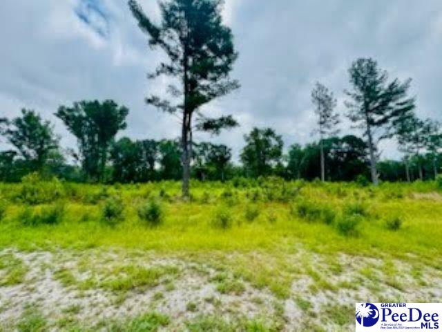 0 Santa Anita Road Cheraw, SC 29520 - Photo 4 of 9 Gallery Image 4
