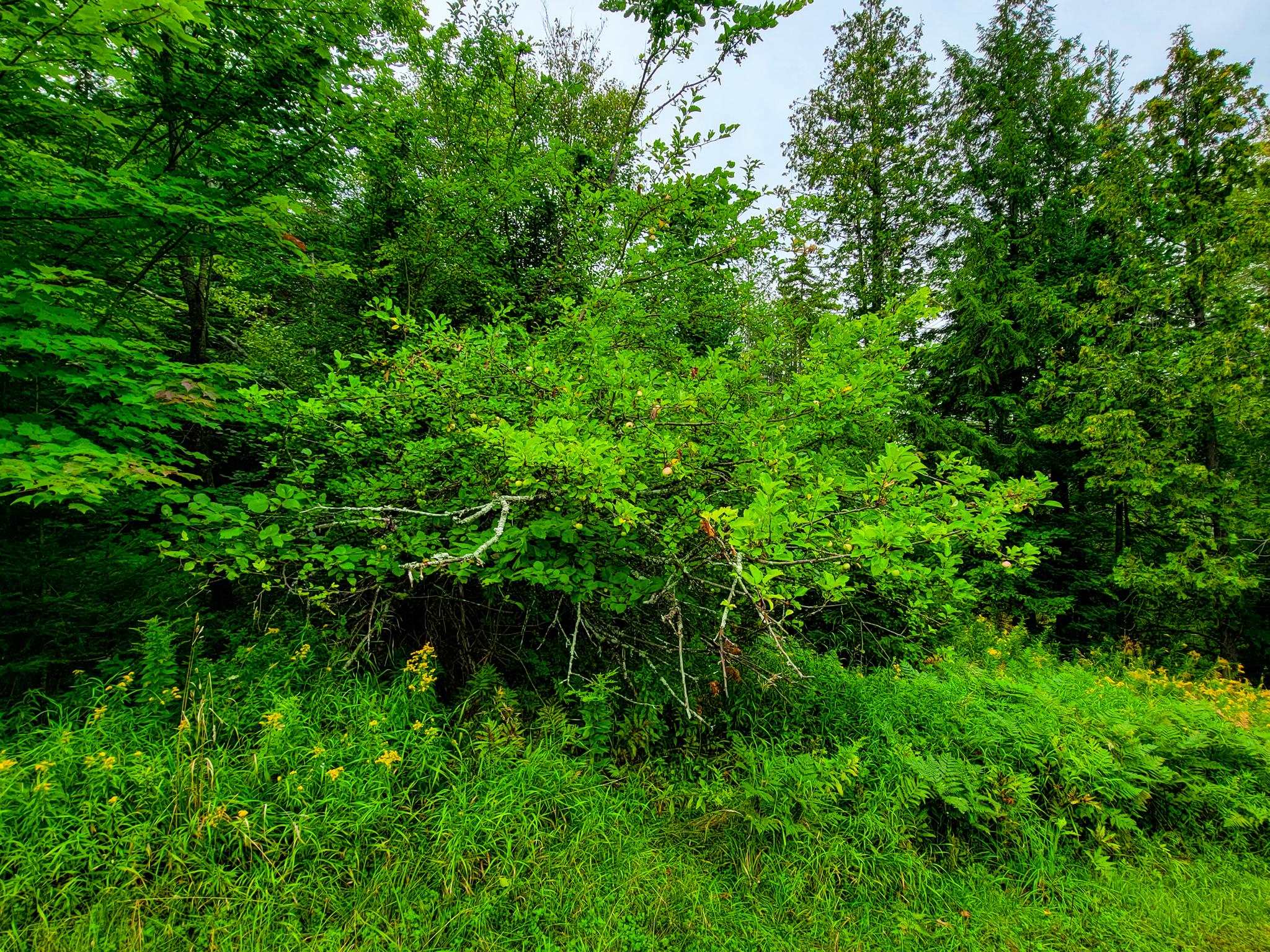 433 Davis Road Marshfield, VT 05667 - Photo 15 of 40 Gallery Image 15