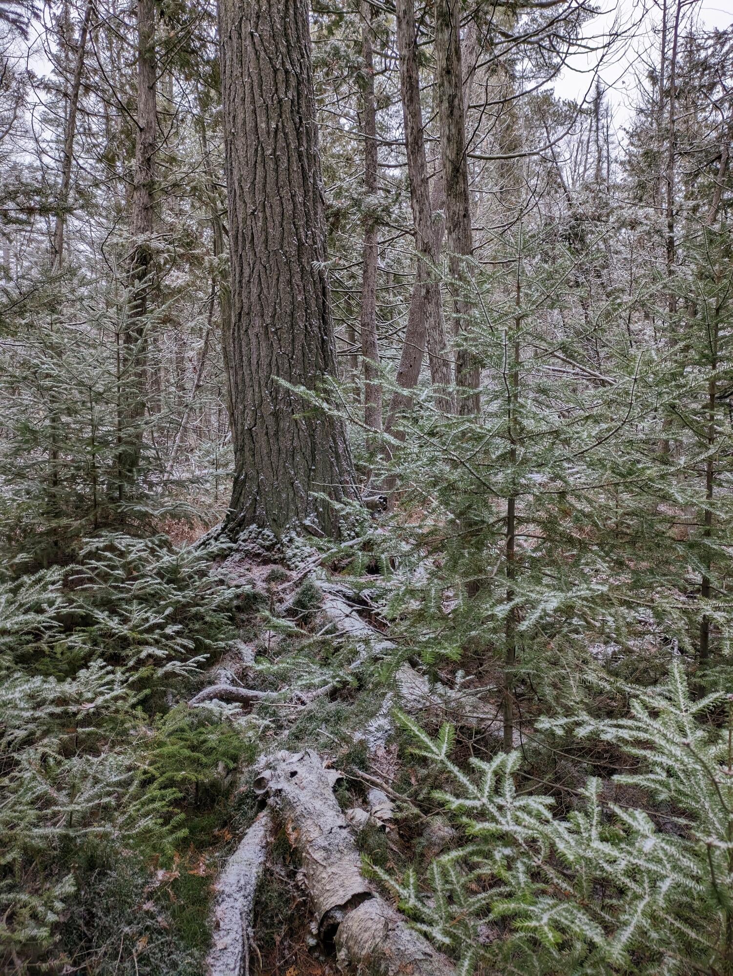 12642 Airport Road Atlanta, MI 49709 - Photo 90 of 105 Gallery Image 90