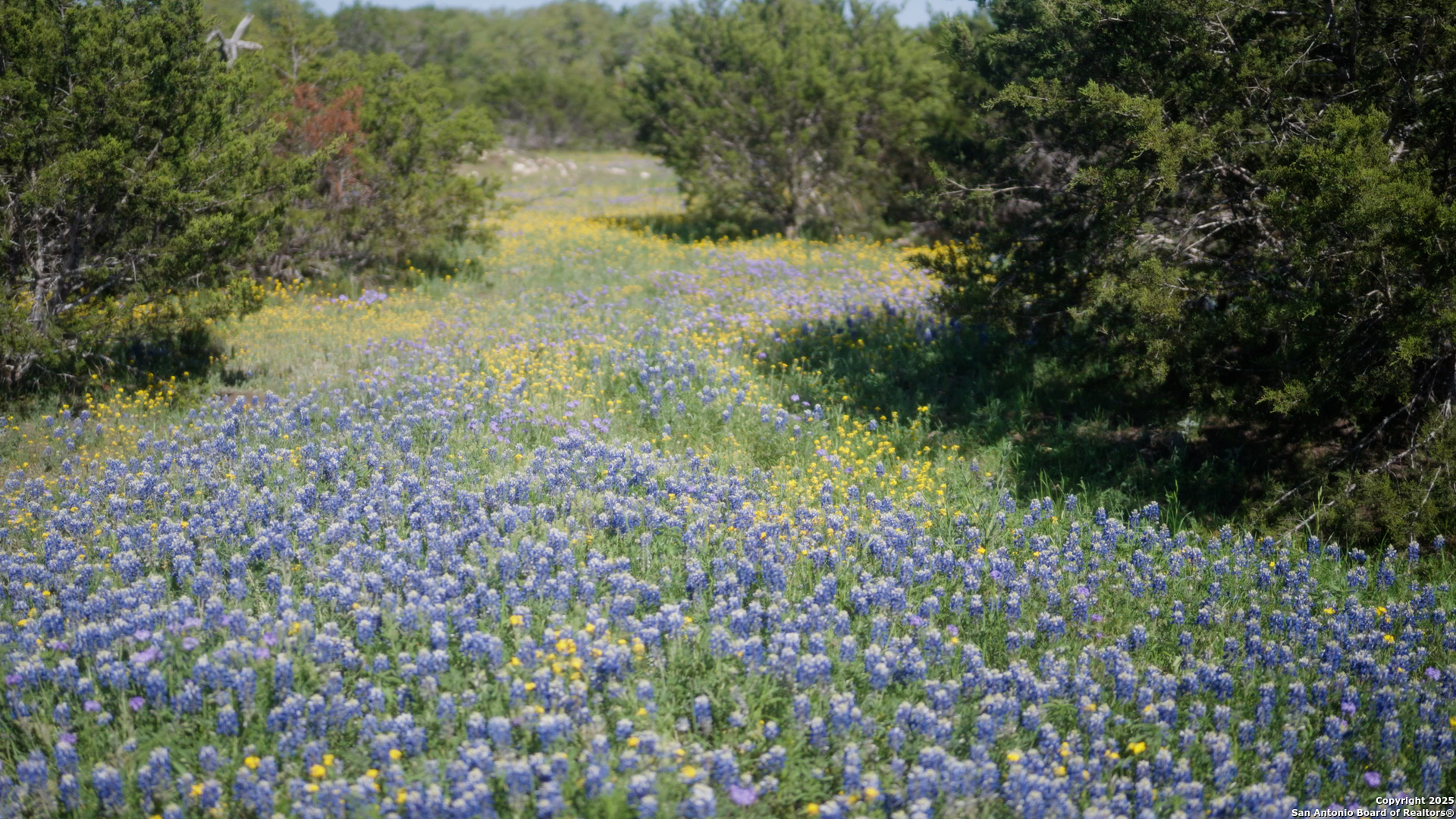 0 Fm 479 Harper, TX 78631 - Photo 11 of 36 a view of a yard with plants and a bench