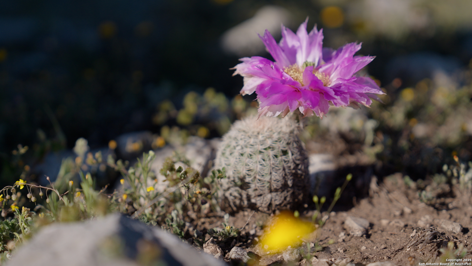 0 Fm 479 Harper, TX 78631 - Photo 12 of 36 a view of a flower