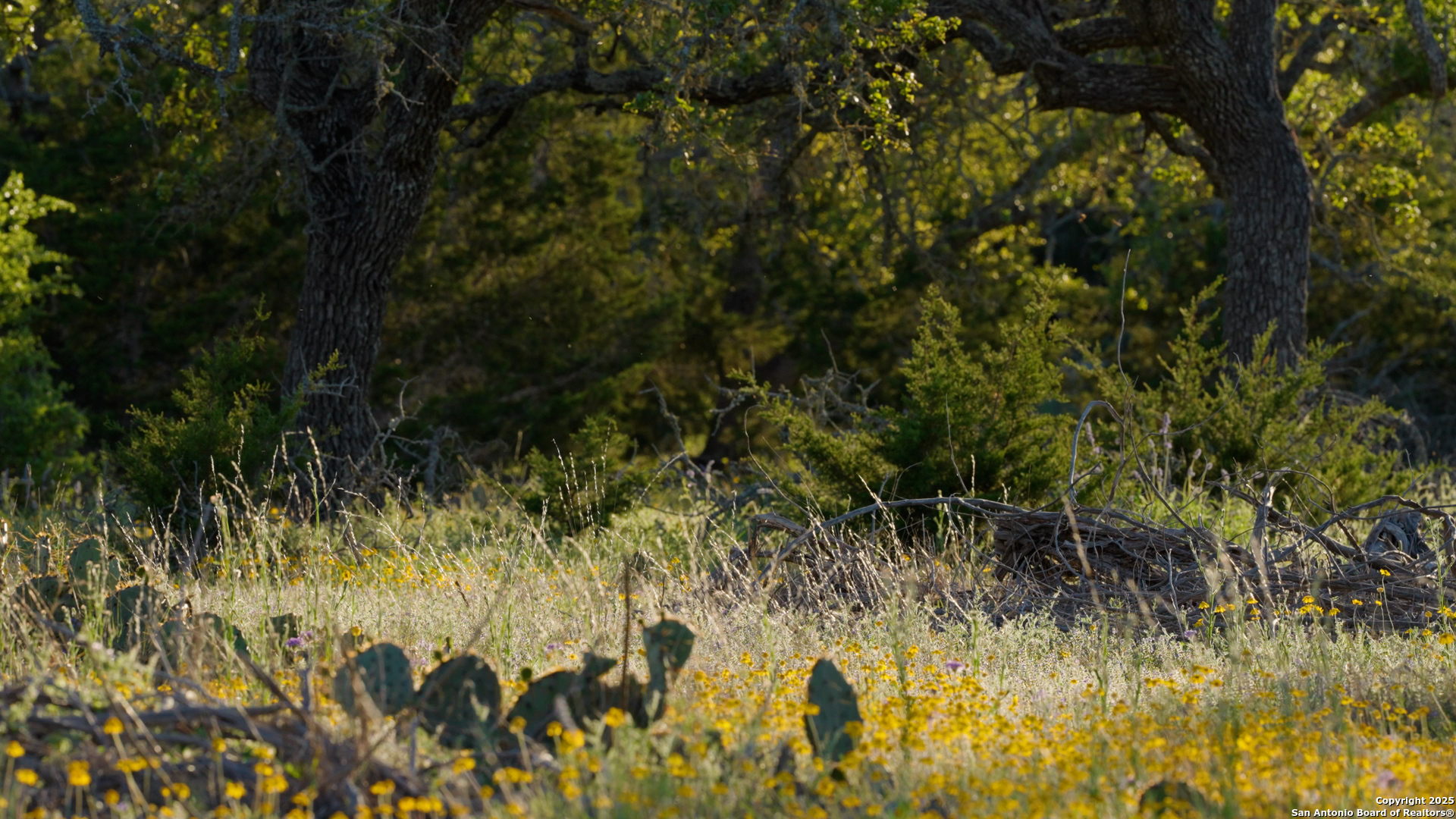 0 Fm 479 Harper, TX 78631 - Photo 20 of 36 a view of a yard with plants and large trees
