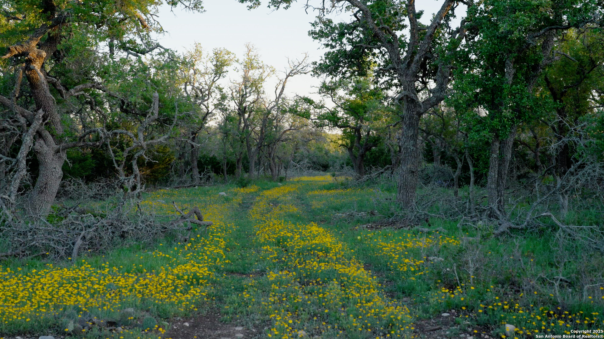 0 Fm 479 Harper, TX 78631 - Photo 23 of 36 a view of a grassy field with trees in the background