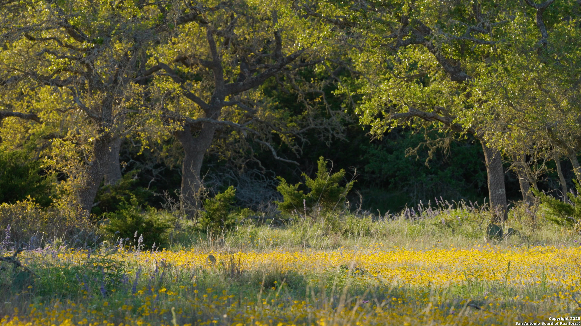0 Fm 479 Harper, TX 78631 - Photo 5 of 36 a view of lake background with lake