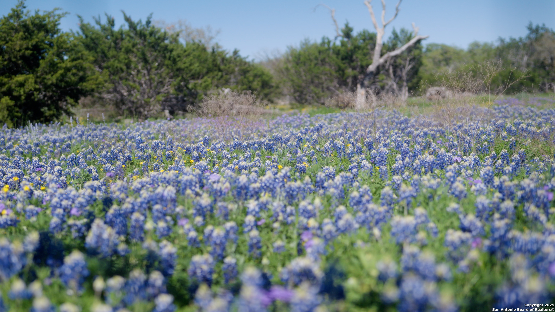 0 Fm 479 Harper, TX 78631 - Photo 9 of 36 a view of a garden