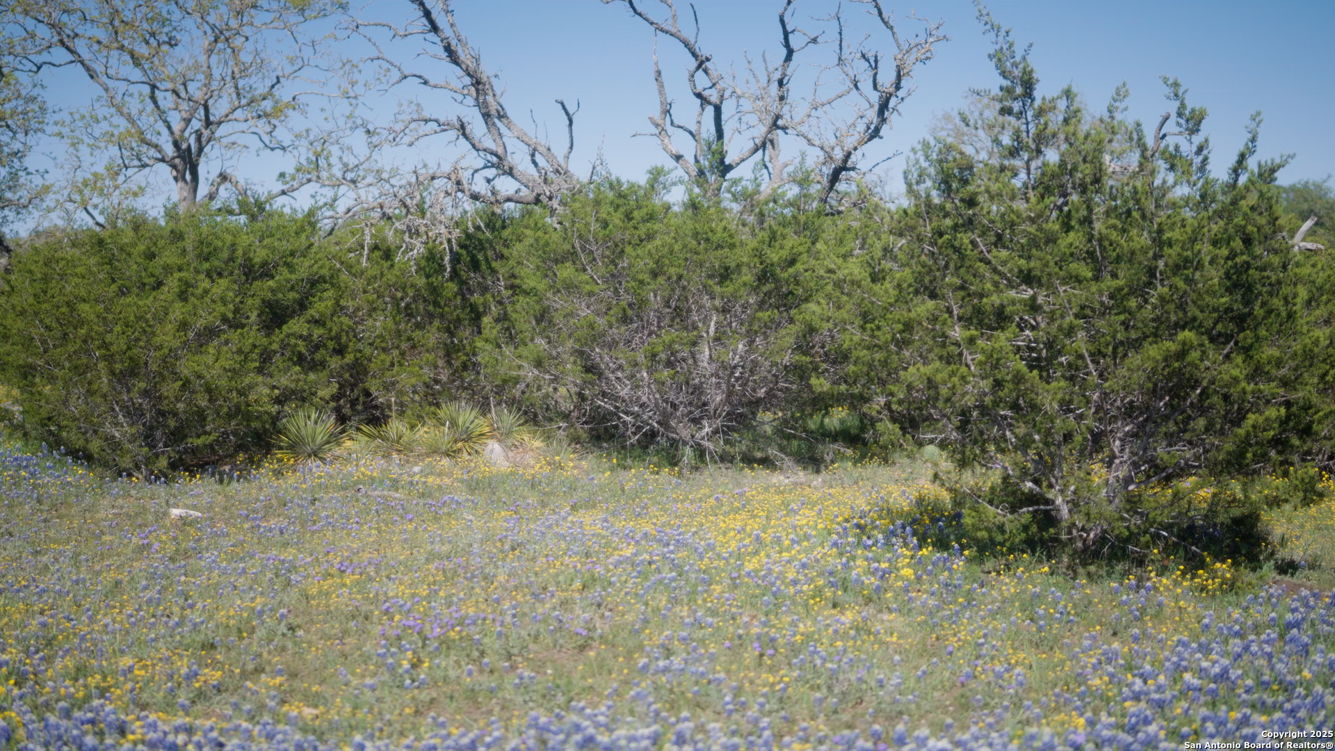 0 Fm 479 Harper, TX 78631 - Photo 10 of 36 a view of a yard with trees