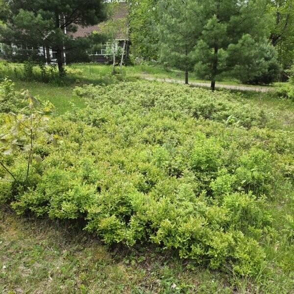 515 Dodlin Road Enfield, ME 04493 - Photo 46 of 74 515 Dodlin Road