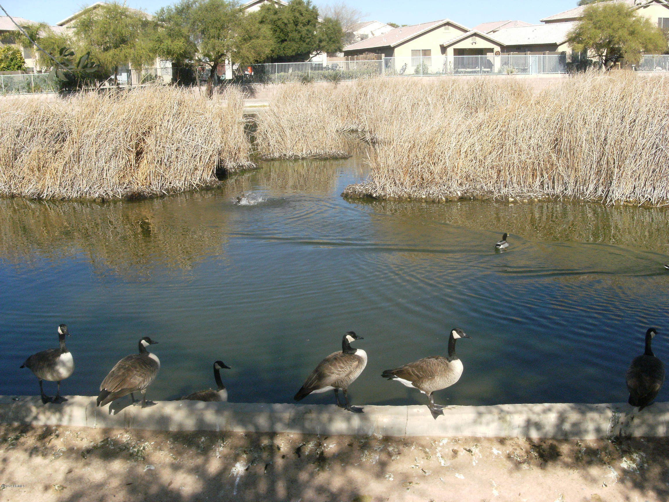10837 West Alvarado Road Avondale, AZ 85392 - Photo 19 of 22 DSCF4455