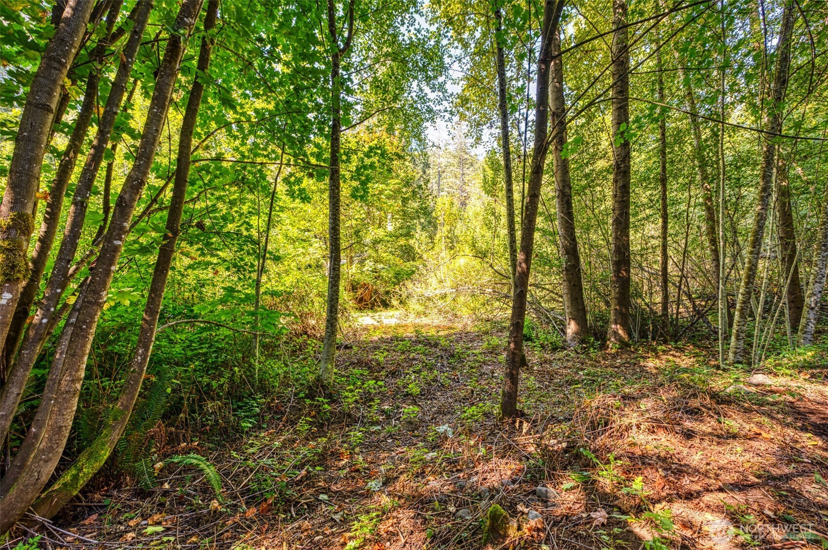 1671 Northeast Mission Creek Road Belfair, WA 98528 - Photo 23 of 31 a view of outdoor space and trees