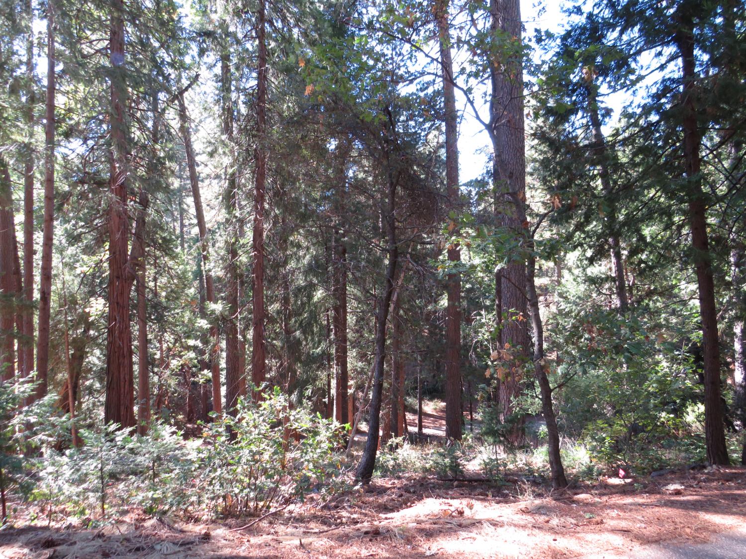 172 Sylvan Road Colfax, CA 95713 - Photo 14 of 19 a view of outdoor space with trees