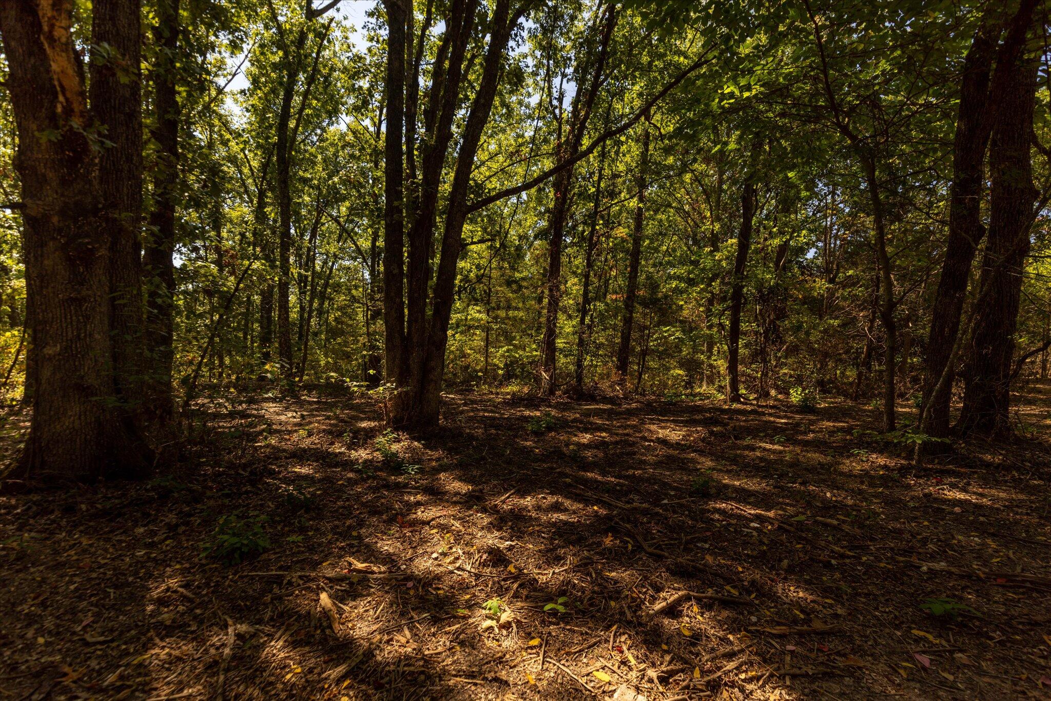 0 Watts Road Rogersville, MO 65742 - Photo 45 of 51 45-HT9A5674