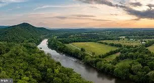 a view of a green yard with large trees