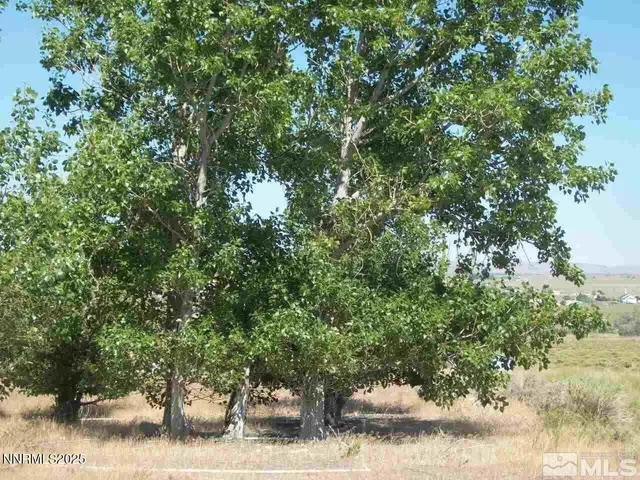 a view of a tree in a yard