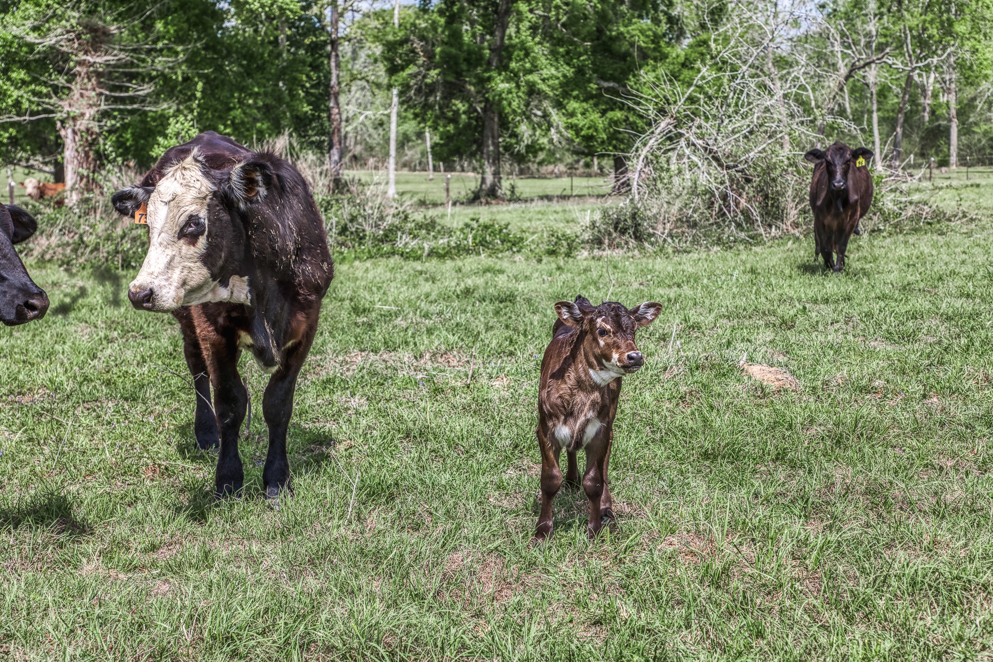 Tbd Henson Road Hempstead, TX 77445 - Photo 12 of 19