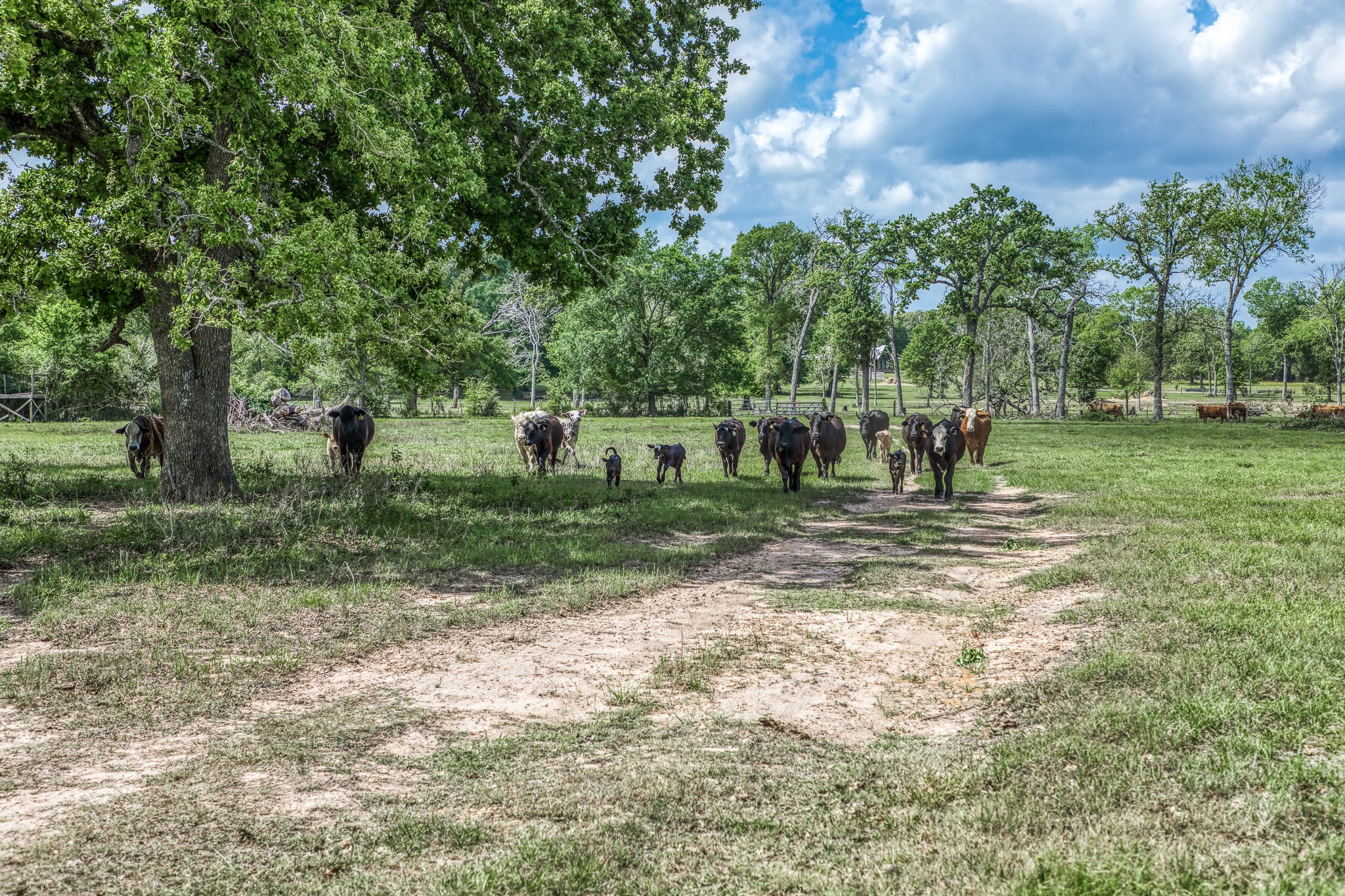 Tbd Henson Road Hempstead, TX 77445 - Photo 14 of 19