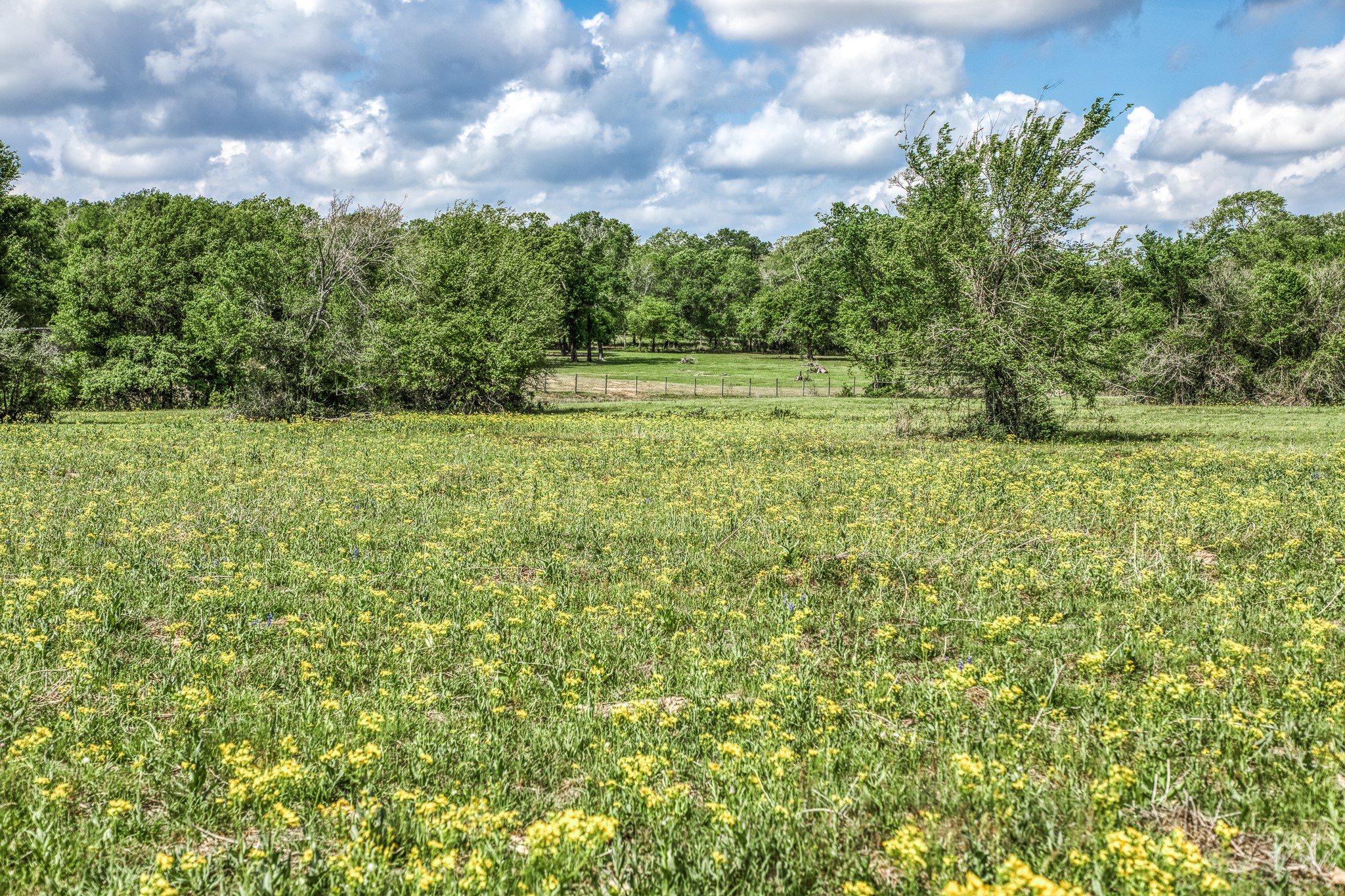 Tbd Henson Road Hempstead, TX 77445 - Photo 6 of 19