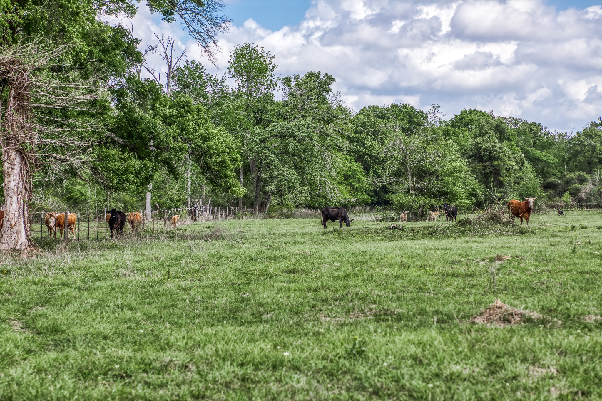 Tbd Henson Road Hempstead, TX 77445 - Photo 10 of 19