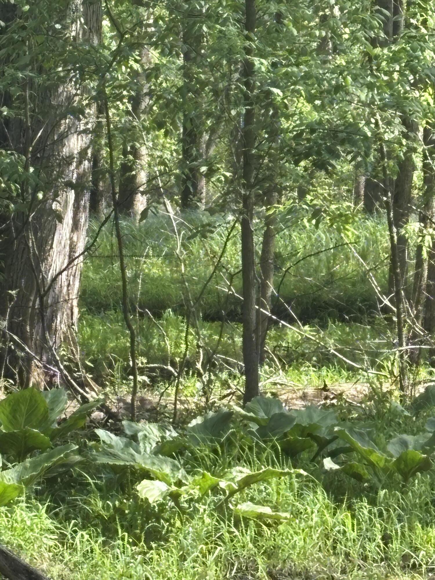 V/l Marshall Road Tekonsha, MI 49092 - Photo 13 of 15 IMG_0582