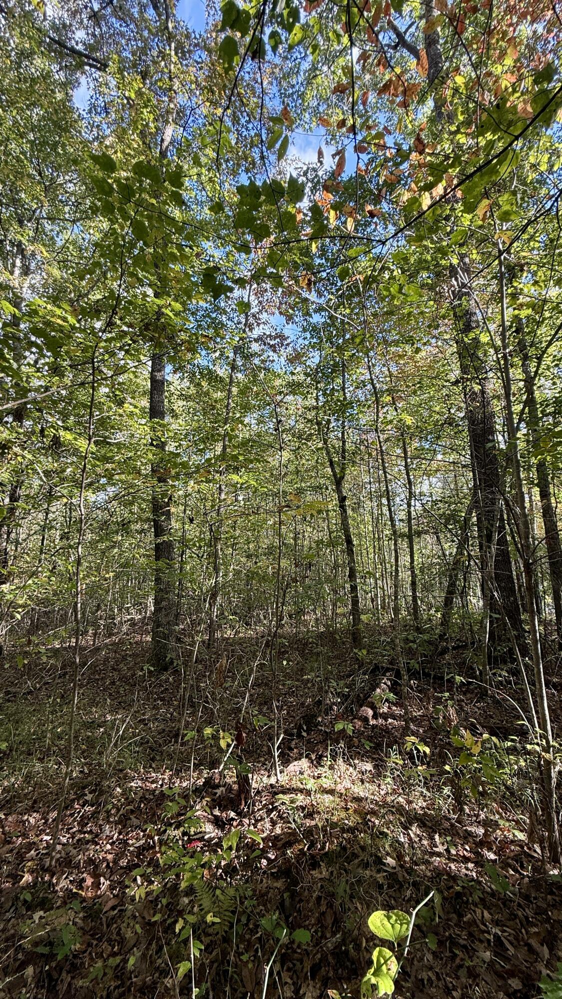 0 Owl Hollow Road, Unit LOT 4 Palmer, TN 37365 - Photo 11 of 14 IMG_2708