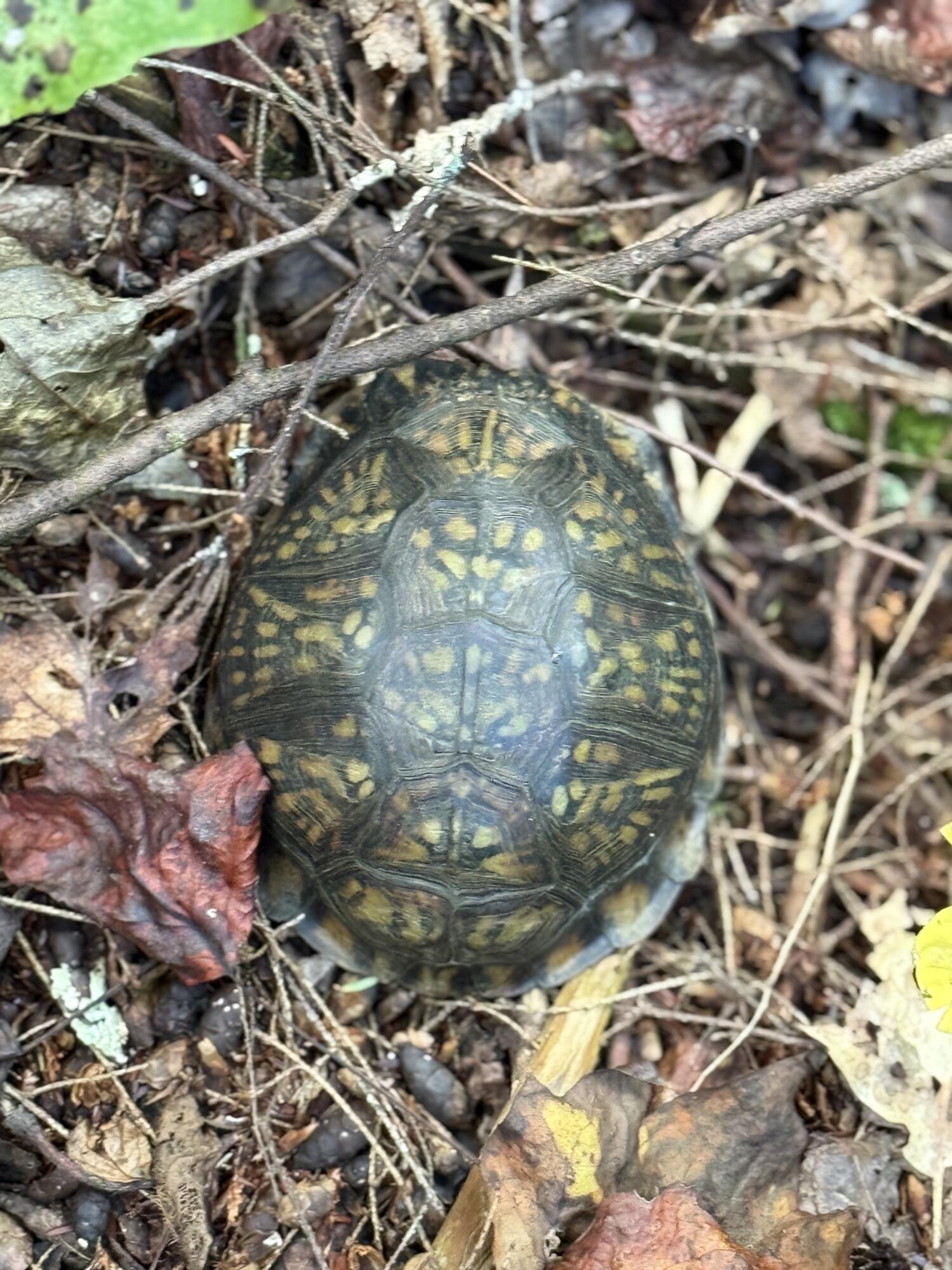0 Owl Hollow Road, Unit LOT 4 Palmer, TN 37365 - Photo 14 of 14 IMG_2810