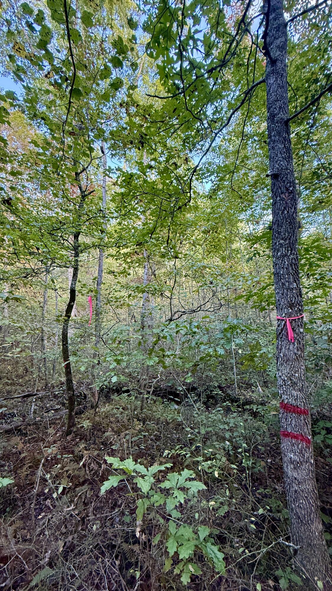 0 Owl Hollow Road, Unit LOT 4 Palmer, TN 37365 - Photo 2 of 14 IMG_2702