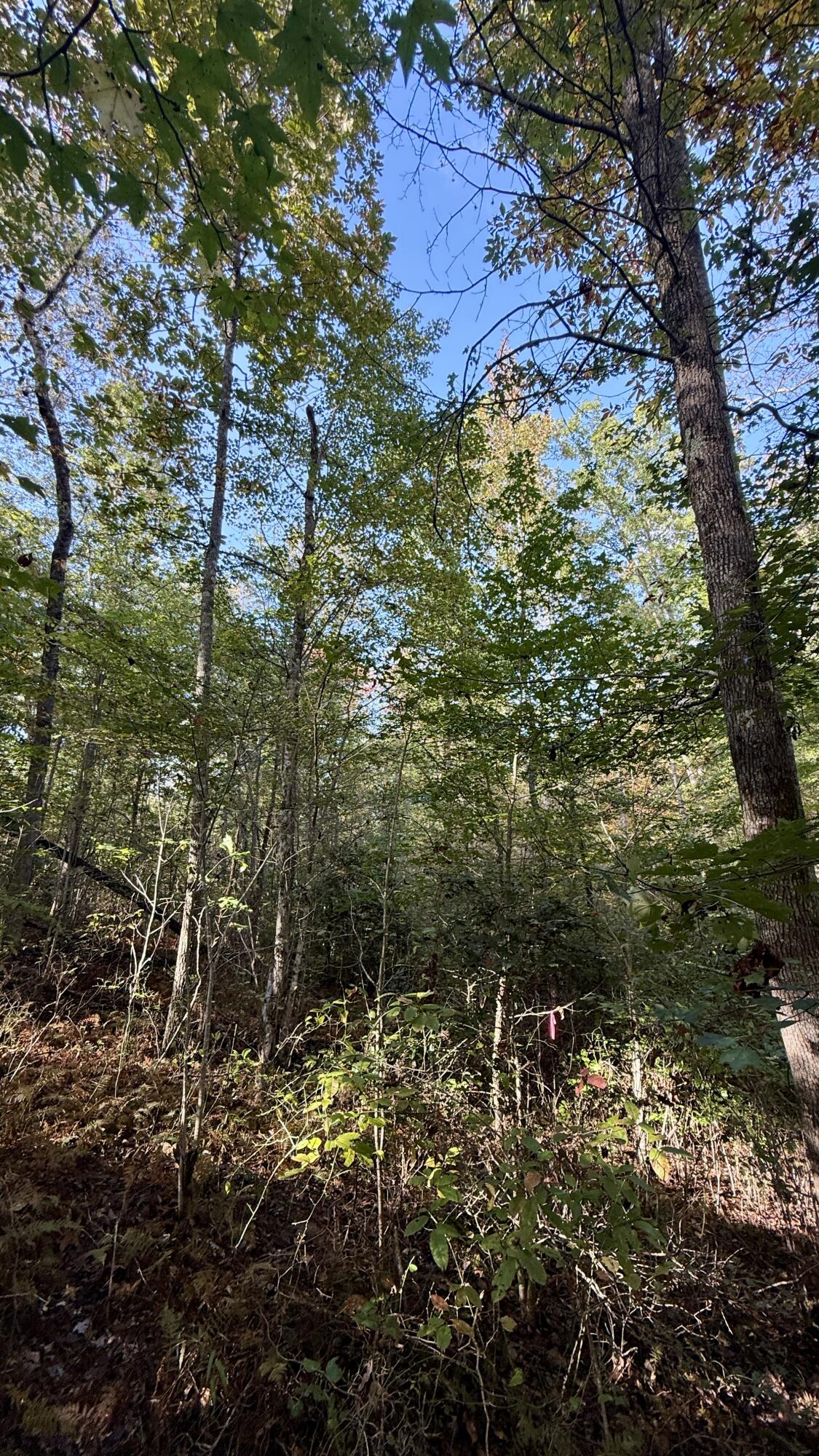 0 Owl Hollow Road, Unit LOT 4 Palmer, TN 37365 - Photo 7 of 14 IMG_2700