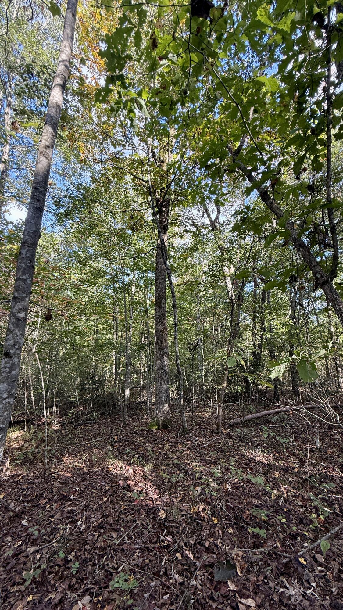 0 Owl Hollow Road, Unit LOT 4 Palmer, TN 37365 - Photo 8 of 14 IMG_2707