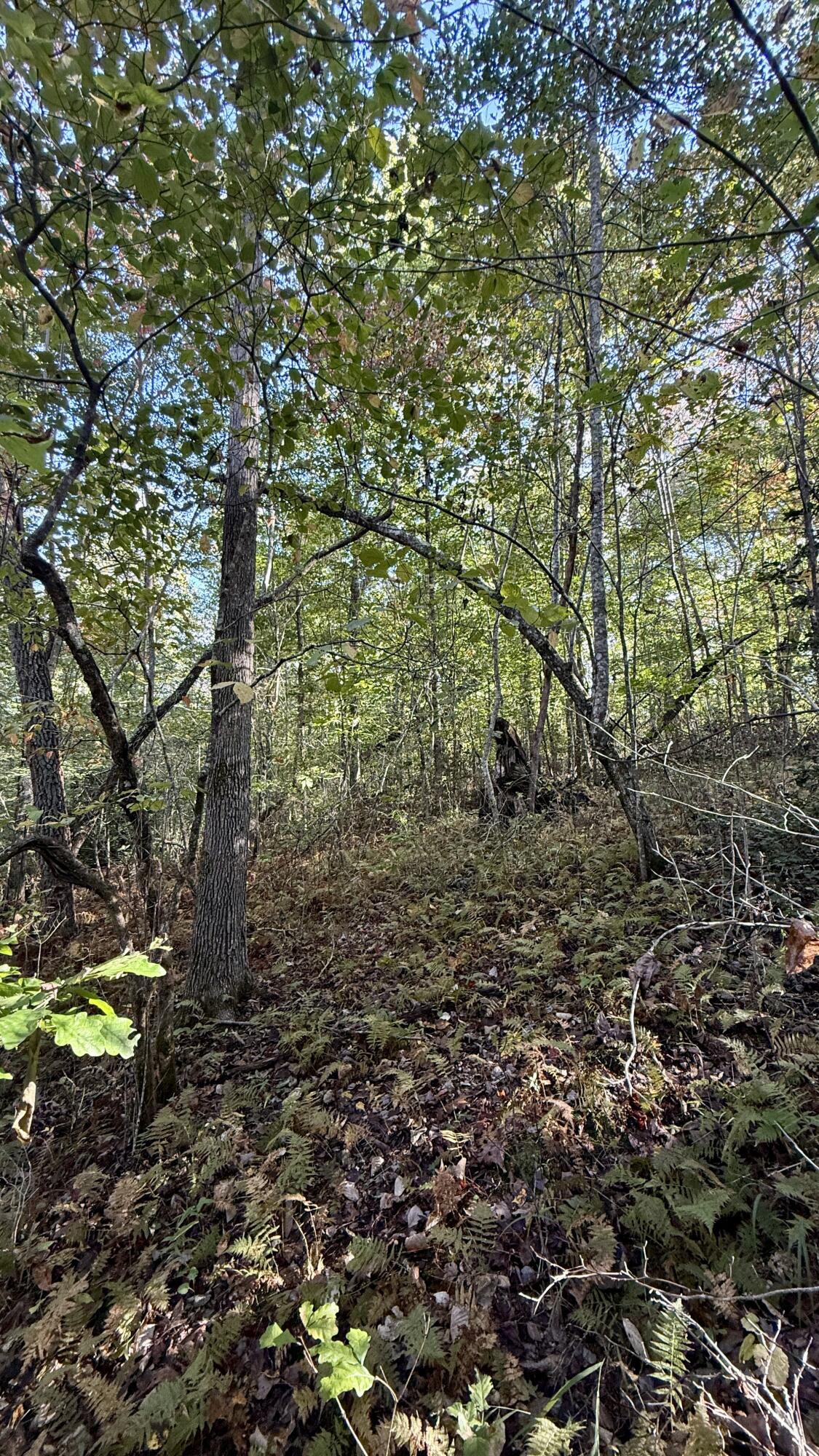 0 Owl Hollow Road, Unit LOT 4 Palmer, TN 37365 - Photo 9 of 14 IMG_2705