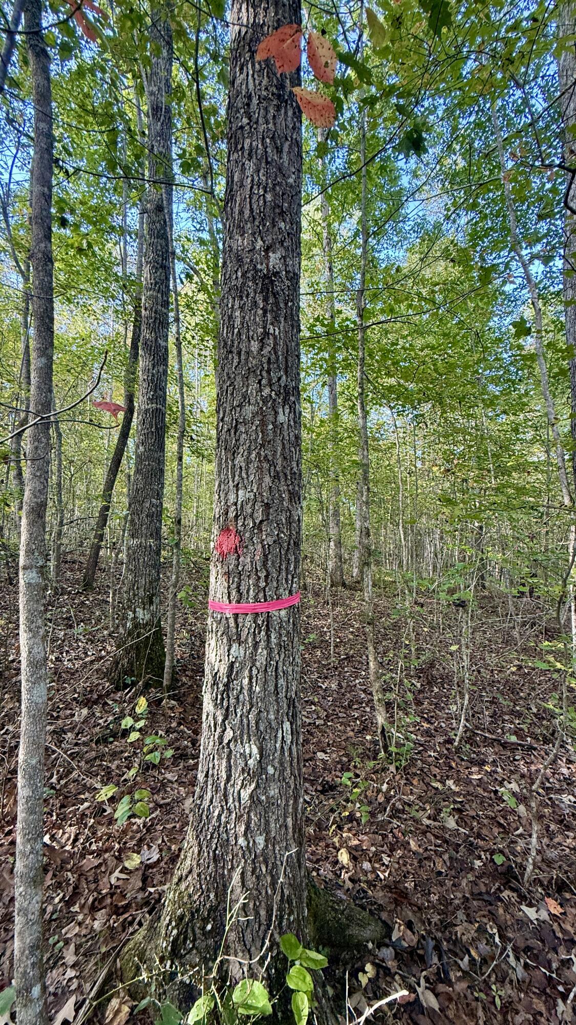 0 Owl Hollow Road, Unit LOT 4 Palmer, TN 37365 - Photo 10 of 14 IMG_2696