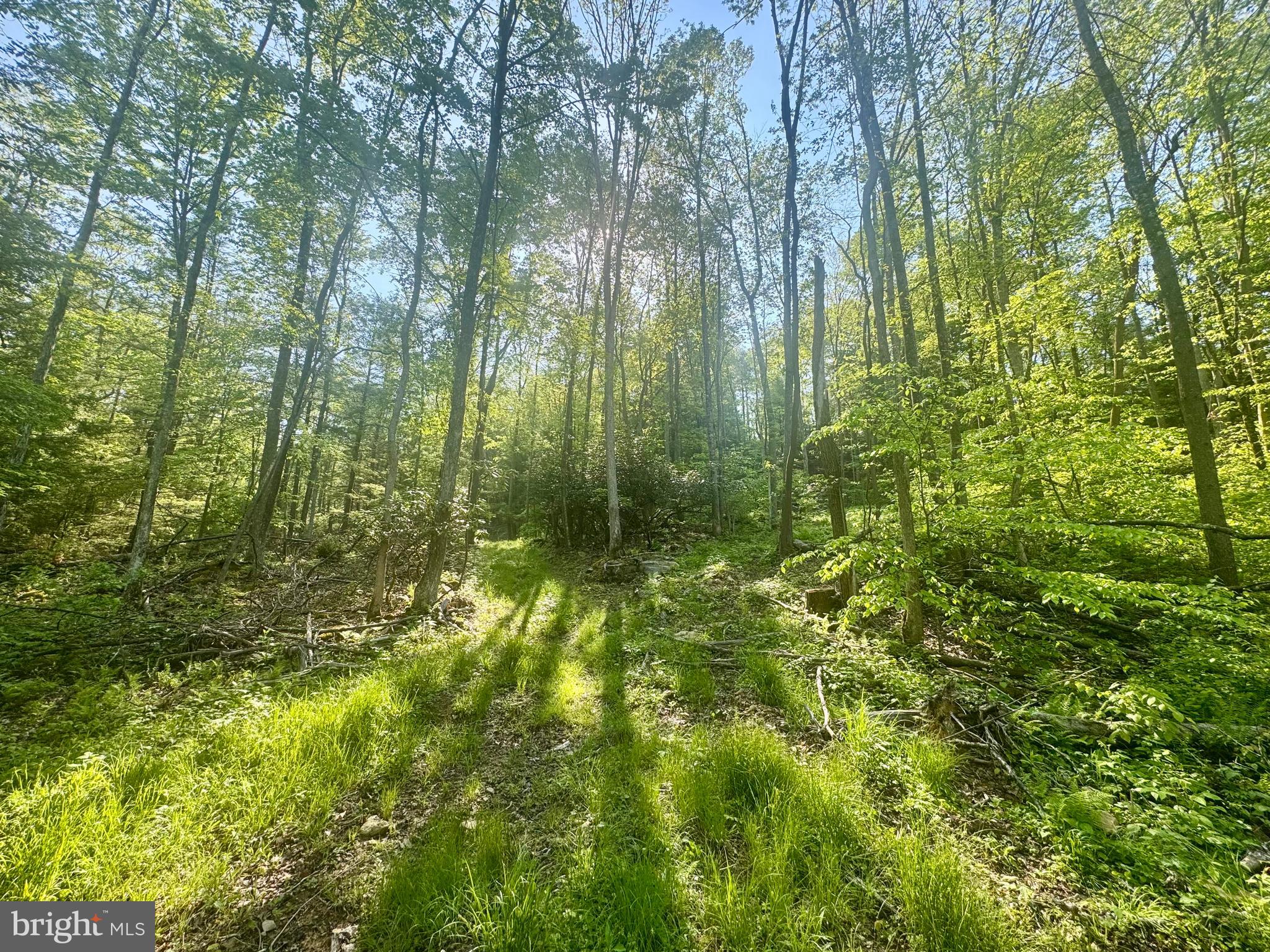Tract B John Orr Road Independence, WV 26374 - Photo 22 of 30