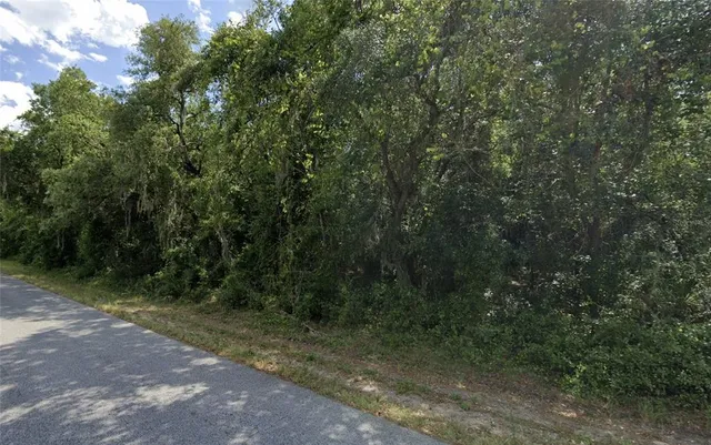 a view of a forest with trees in the background