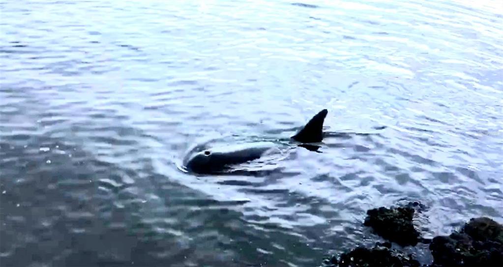 4775 Cove Circle, Unit 403 St. Petersburg, FL 33708 - Photo 41 of 42 a close view of a backyard of the house