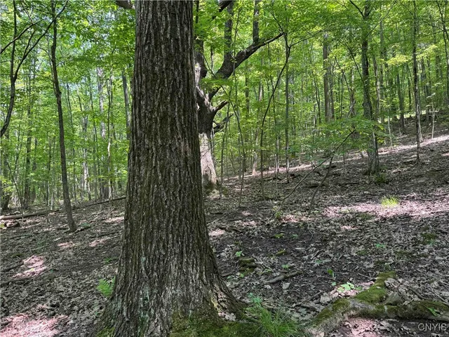 $20,000 | Regan Road, Cuba, NY 14727