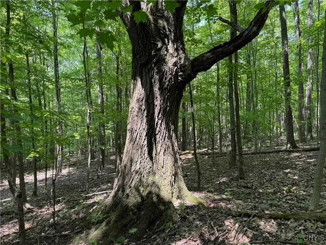 $20,000 | Regan Road, Cuba, NY 14727