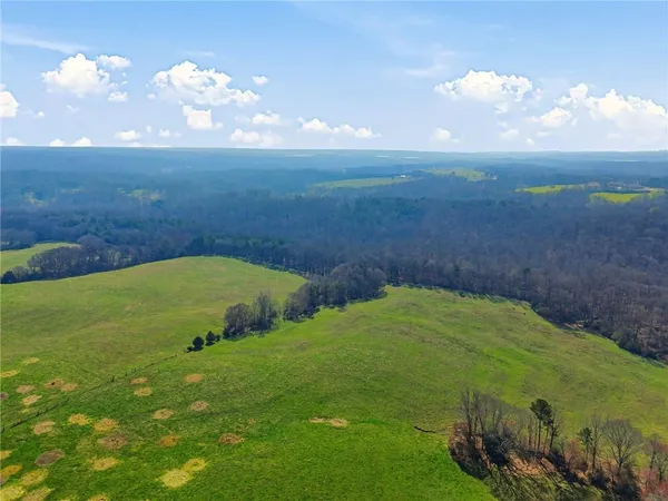 a view of a bunch of trees and bushes