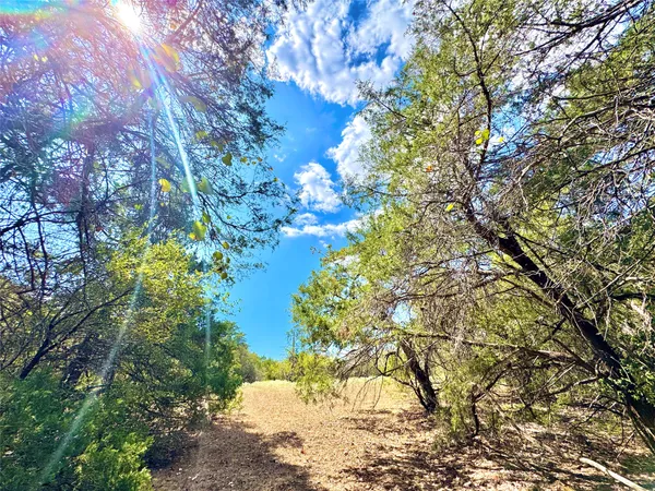 a view of flowers in middle of the forest
