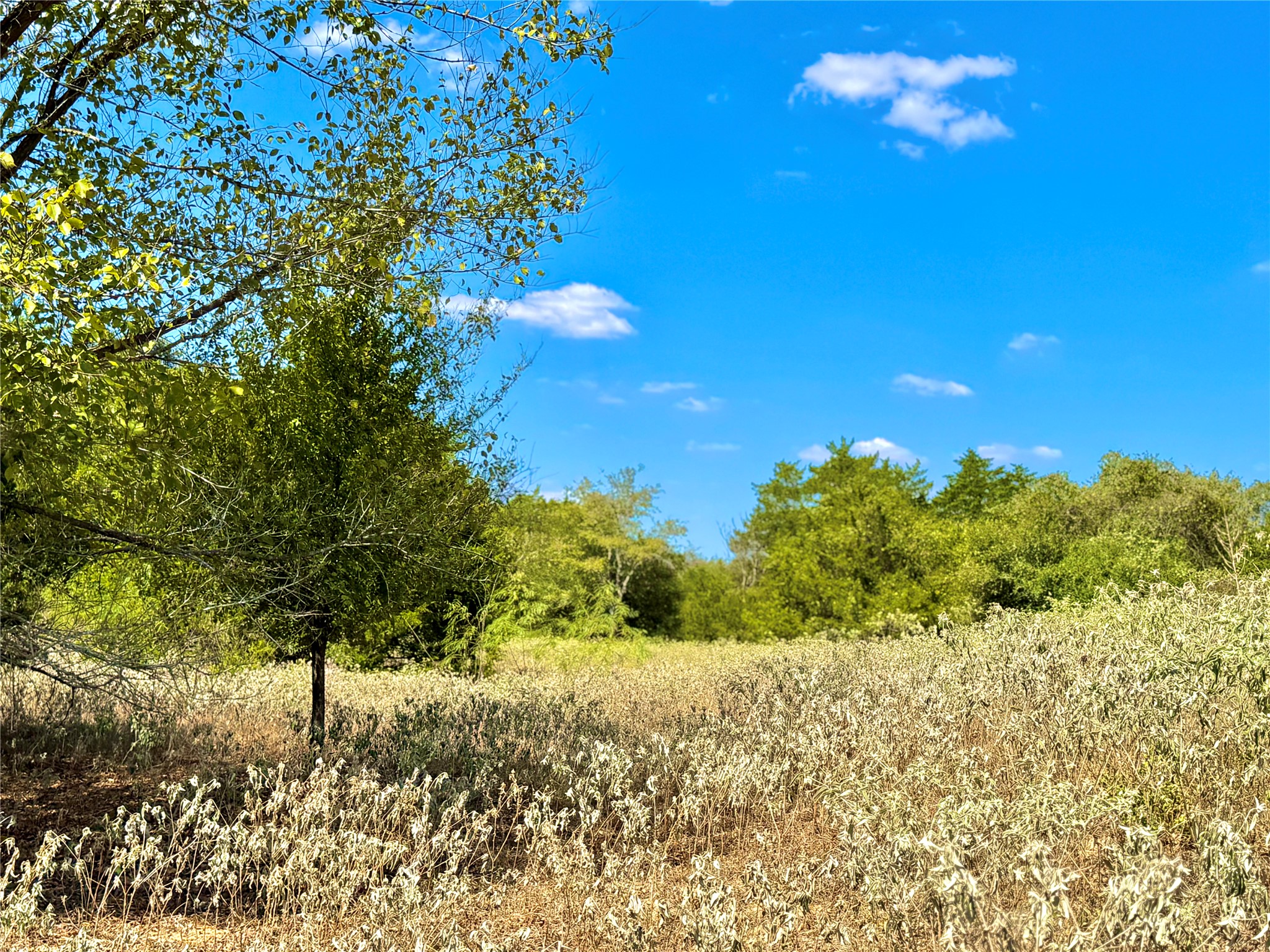 Tbd 50.62-acres Tbd 50.62-acres Rabel Road Rosanky, TX 78953 - Photo 11 of 13 a view of a yard with an tree