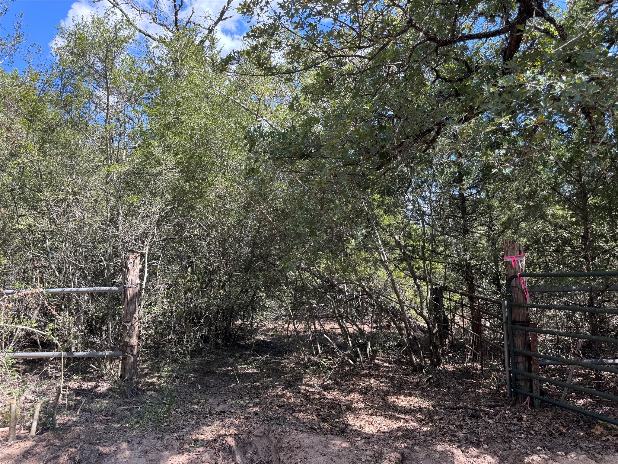 Tbd 50.62-acres Tbd 50.62-acres Rabel Road Rosanky, TX 78953 - Photo 6 of 13 a view of an outdoor space with trees