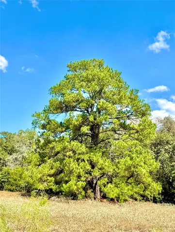 $729,900 | Tbd 50.62-acres Tbd 50.62-acres Rabel Road, Rosanky, TX 78953