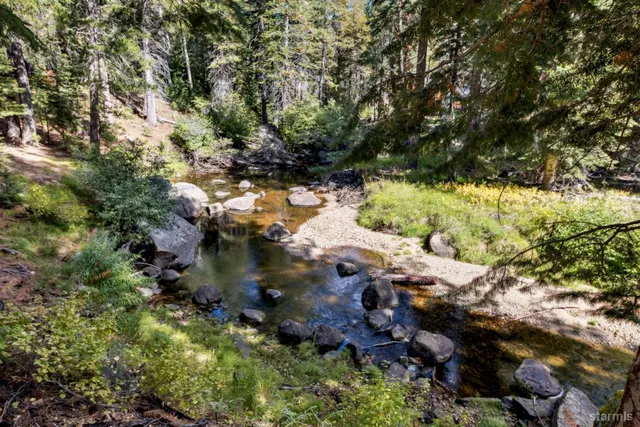 a view of lake plants and tree