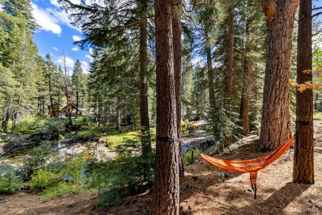 a view of a backyard with plants and large tree